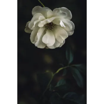 Natural White Rose 